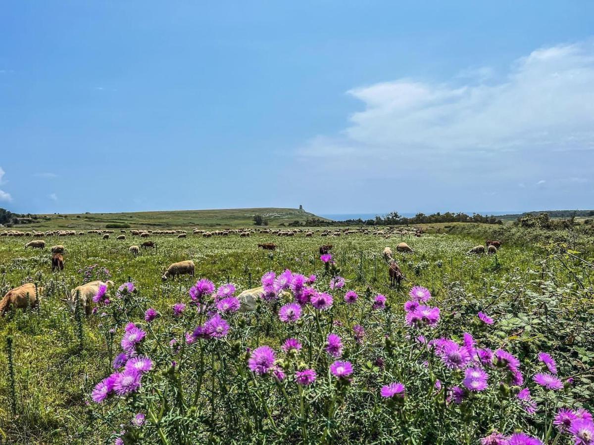 Casetta Degli Ulivi أودجانو لا كييزا المظهر الخارجي الصورة